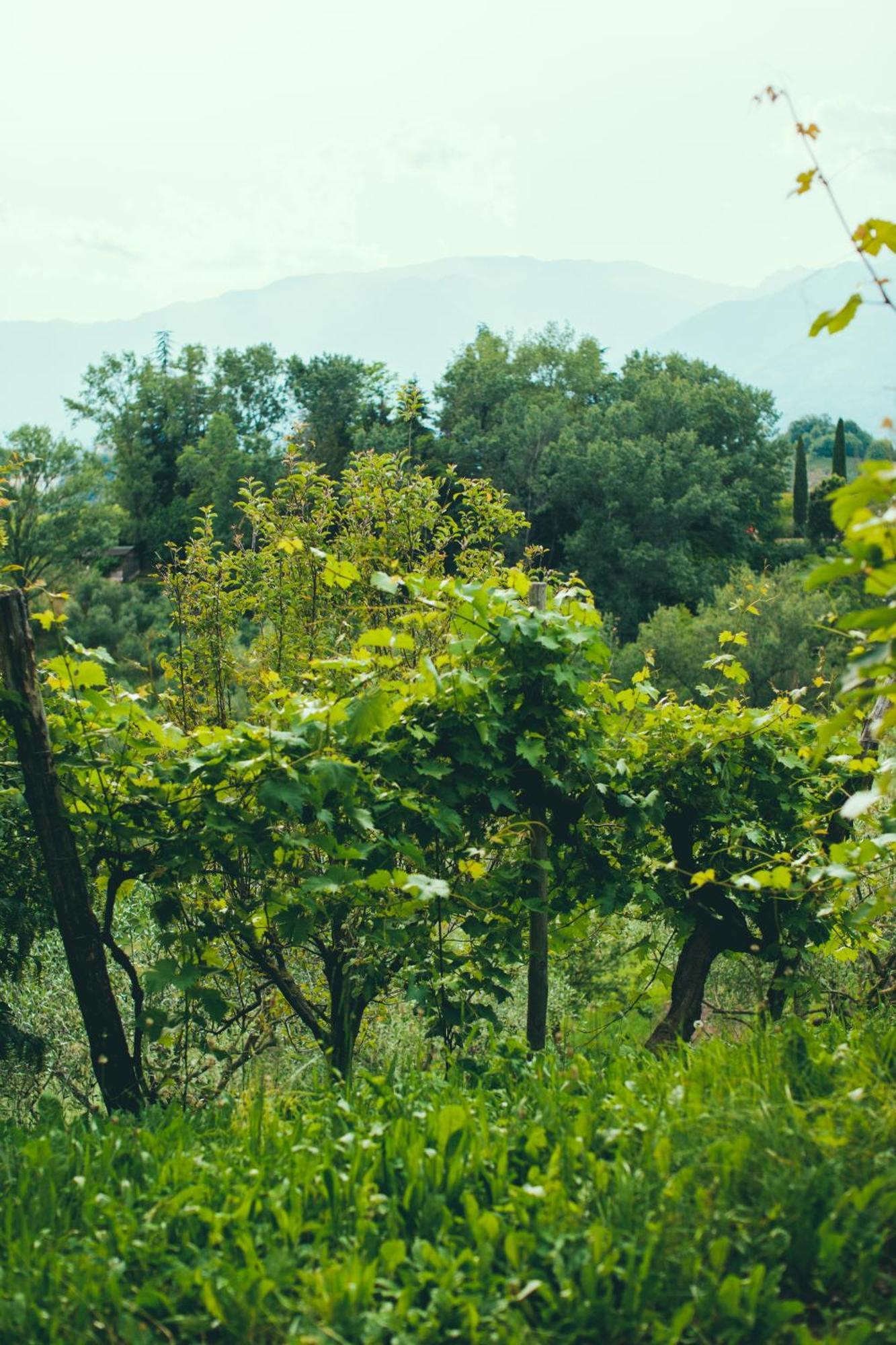 Asolo Norah'S Hill Agri Rooms Monfumo Exterior foto